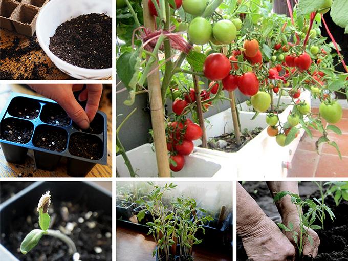 chăm sóc và thu hoạch cà chua tại nhà chăm sóc và thu hoạch cà chua tại nhà