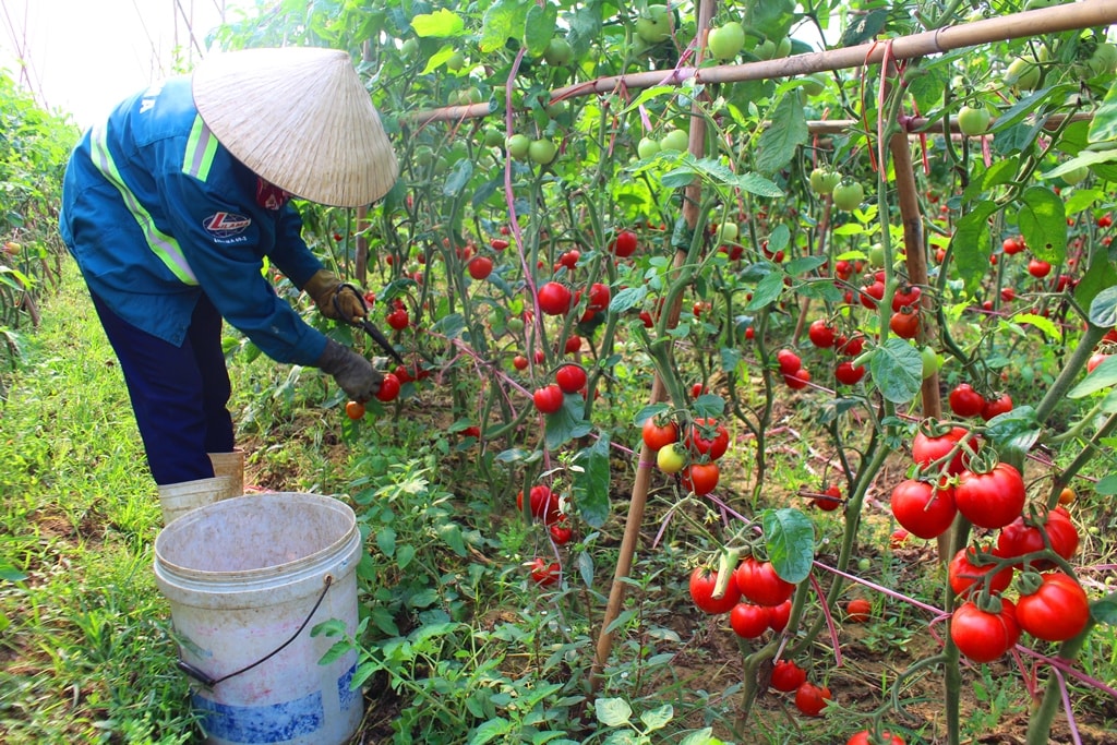 chăm sóc và thu hoạch cà chua tại nhà chăm sóc và thu hoạch cà chua tại nhà