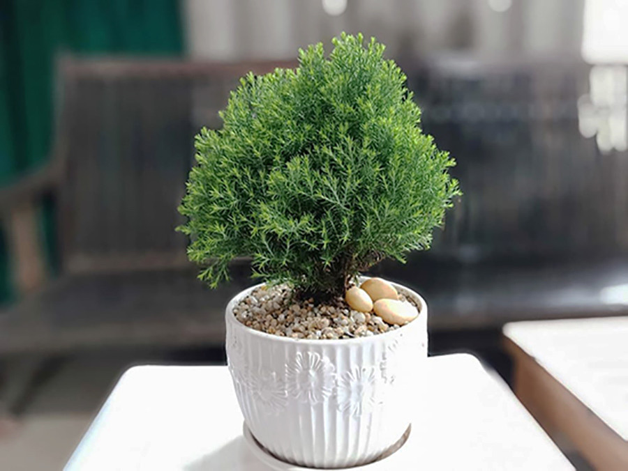 Cây Trồng Hợp Mệnh Trong Phong Thủy Cây Trồng Hợp Mệnh Trong Phong Thủy