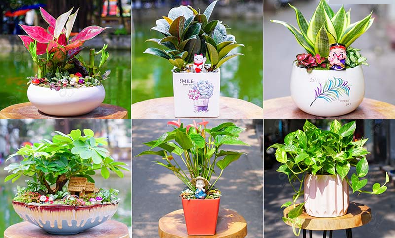 Cây nào hợp với người tuổi Tý Cây nào hợp với người tuổi Tý