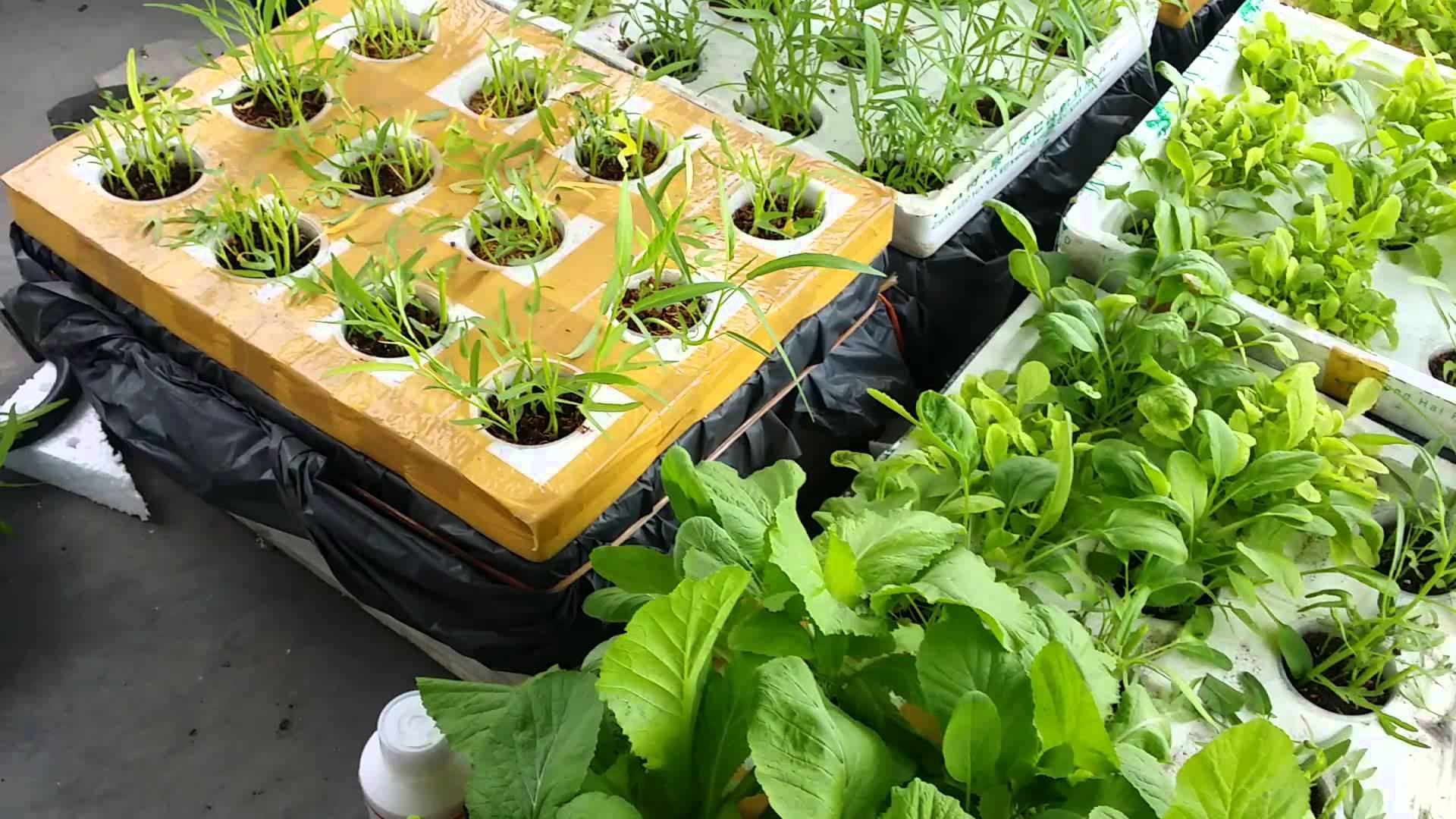 Ưu – nhược điểm của trồng cây ăn trái trong thùng xốp Ưu – nhược điểm của trồng cây ăn trái trong thùng xốp