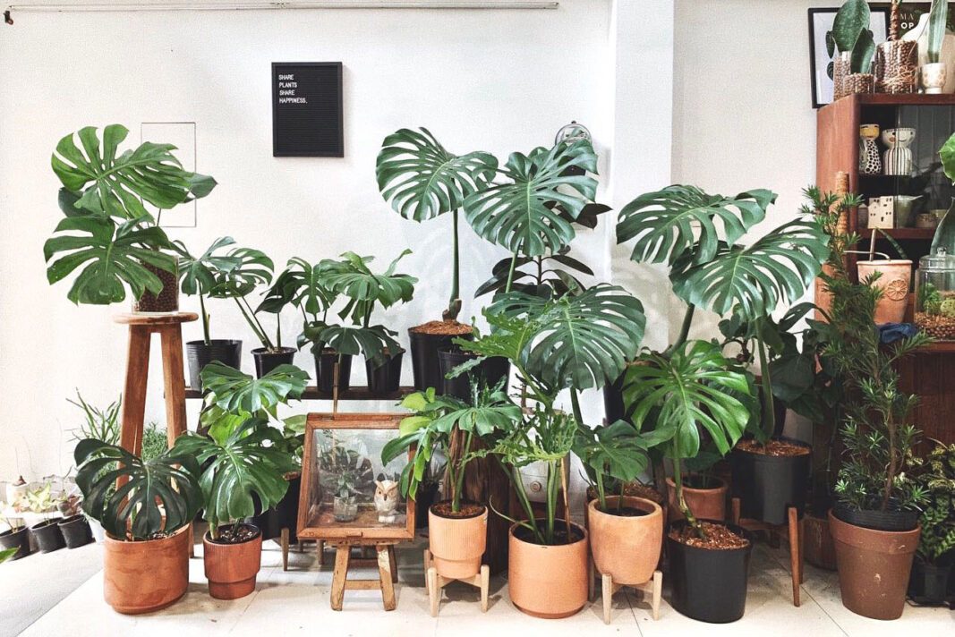 Vẻ đẹp của cây Monstera Vẻ đẹp của cây Monstera
