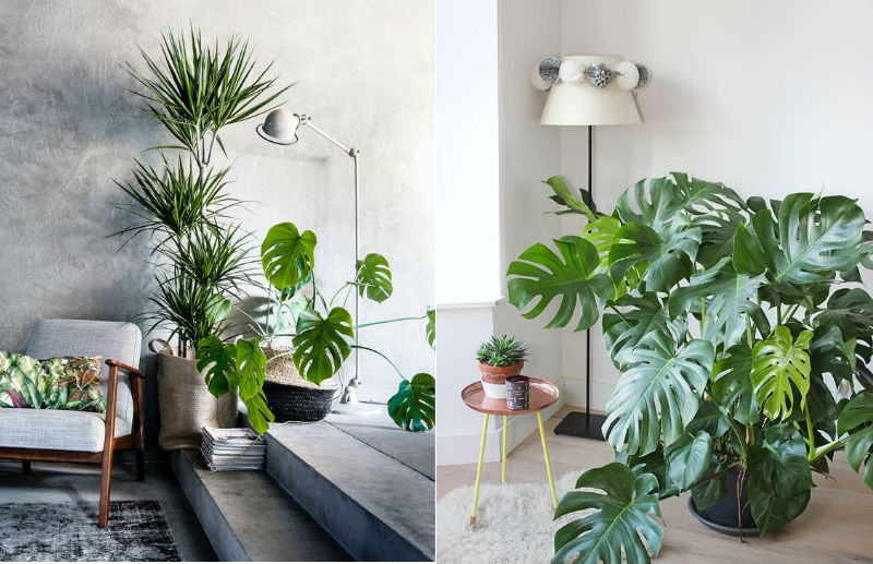 Vẻ đẹp của cây Monstera Vẻ đẹp của cây Monstera