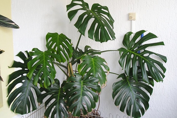 Vẻ đẹp của cây Monstera Vẻ đẹp của cây Monstera