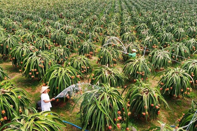 Vì sao nên dùng phân hữu cơ cho cây ăn quả? Vì sao nên dùng phân hữu cơ cho cây ăn quả?