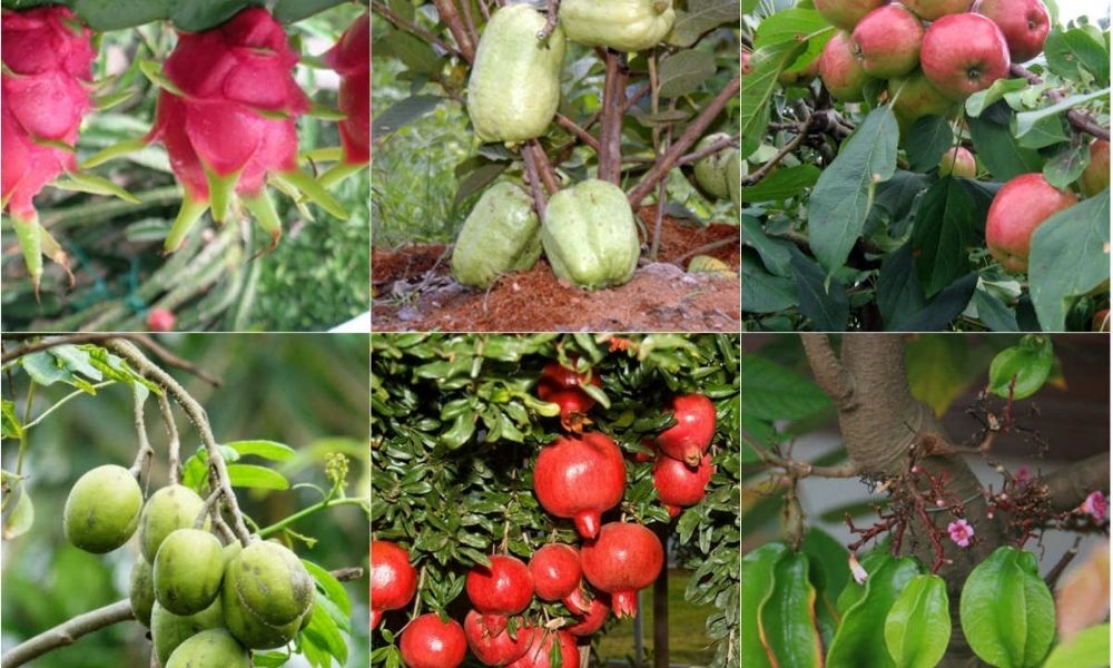 Vì sao nên dùng phân hữu cơ cho cây ăn quả?