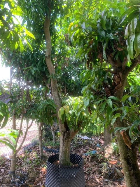 cây xoài úc (cây trưởng thành chuẩn bị có trái) cây xoài úc (cây trưởng thành chuẩn bị có trái)