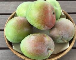 cây xoài úc (cây trưởng thành chuẩn bị có trái) cây xoài úc (cây trưởng thành chuẩn bị có trái)