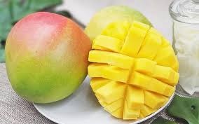 cây xoài úc (cây trưởng thành chuẩn bị có trái) cây xoài úc (cây trưởng thành chuẩn bị có trái)
