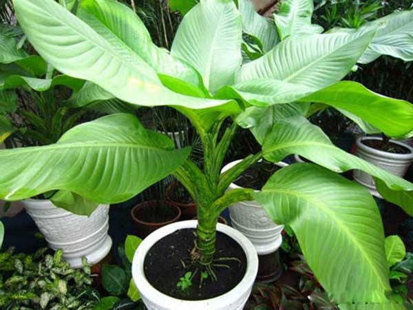 ý nghĩa của cây đại phú gia ý nghĩa của cây đại phú gia