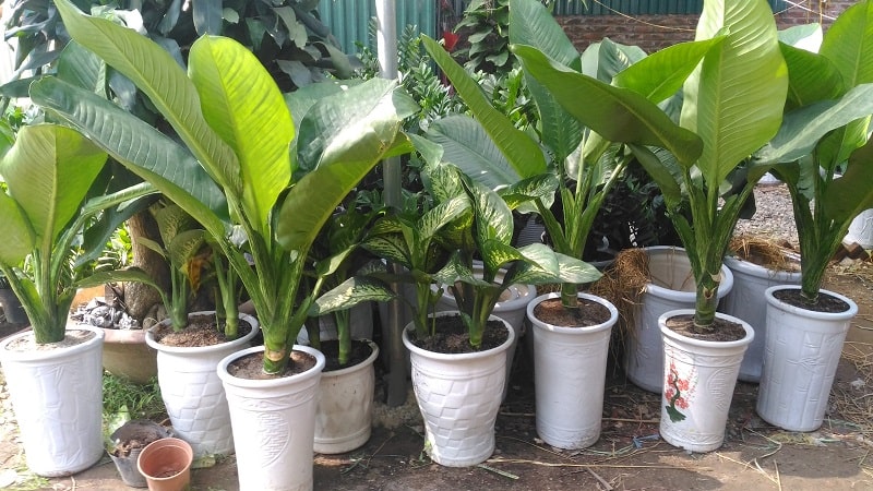 ý nghĩa của cây đại phú gia ý nghĩa của cây đại phú gia