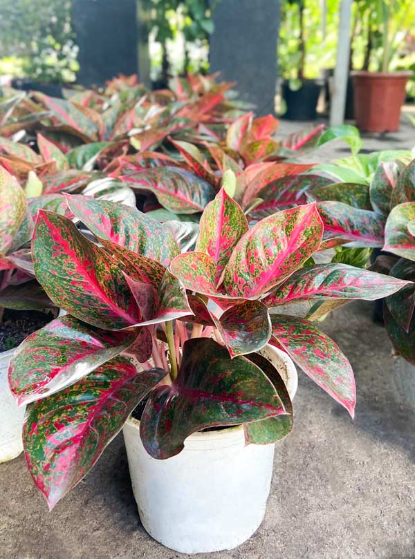 Ý nghĩa phong thuỷ của cây như ý để bàn