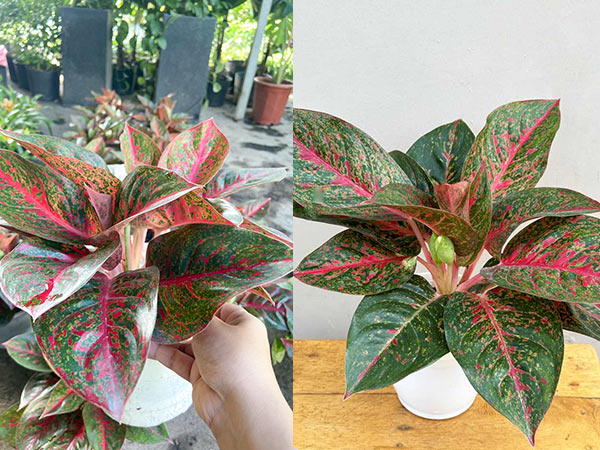 Ý nghĩa phong thuỷ của cây như ý để bàn