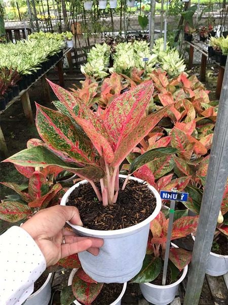 Ý nghĩa phong thuỷ của cây như ý để bàn