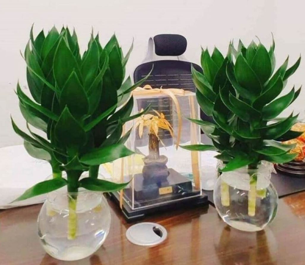 ý nghĩa đặc biệt của cây Phát Tài