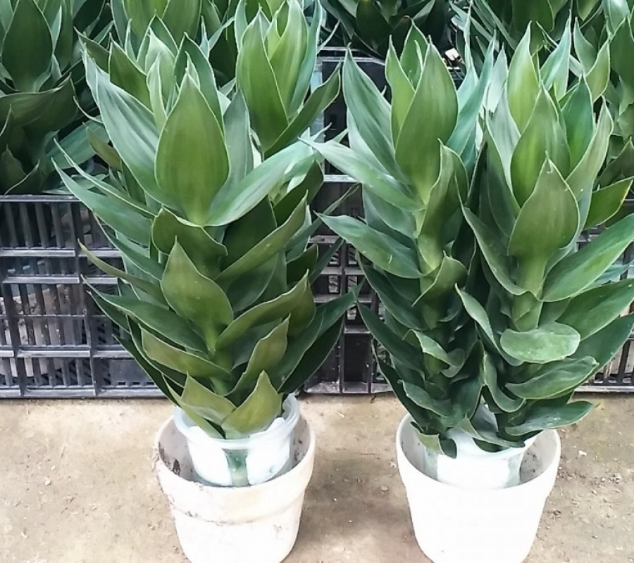 ý nghĩa đặc biệt của cây Phát Tài