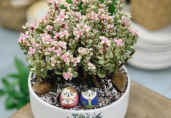 Ý nghĩa phong thủy của cây sen đô la