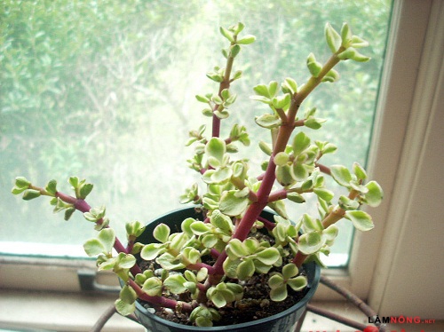 Ý nghĩa phong thủy của cây sen đô la
