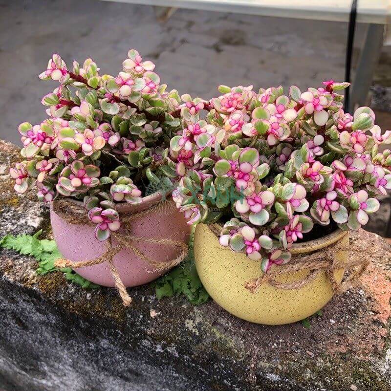 Ý nghĩa phong thủy của cây sen đô la
