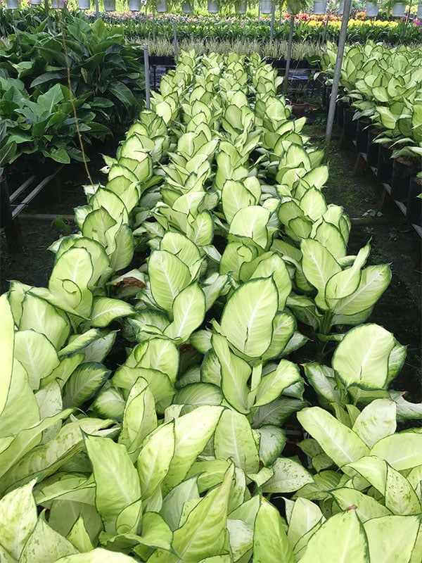 Ý nghĩa đặc biệt của cây Thiên Hoàng